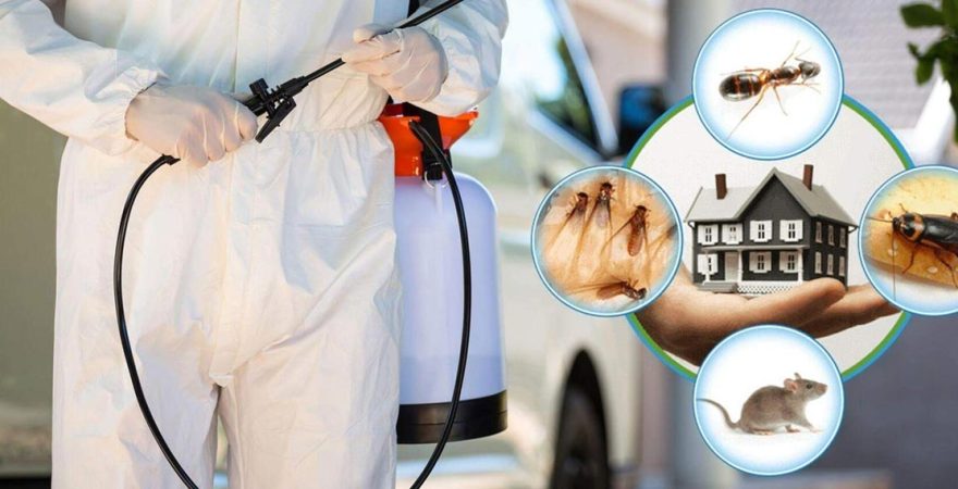 Küçükyalı Böcek İlaçlama