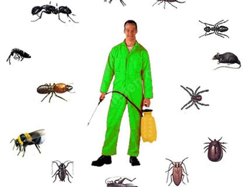 Küçükyalı Böcek İlaçlama